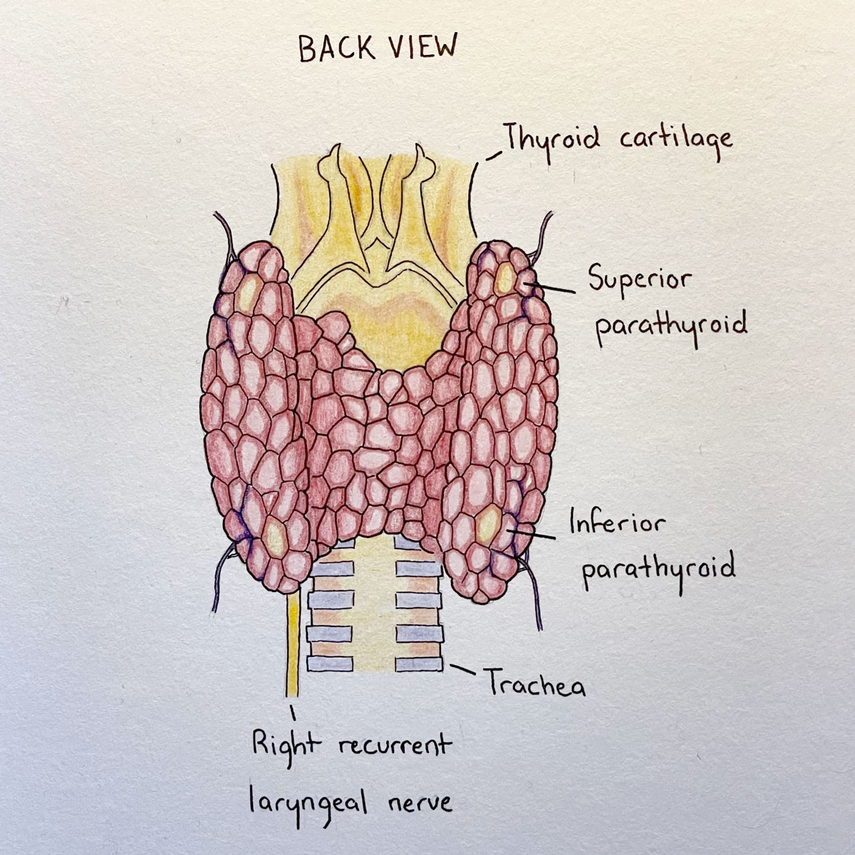 Colour anatomical illustration back view of thyroid