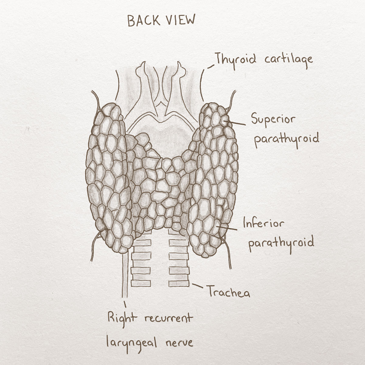 Sepia anatomical illustration back view of thyroid